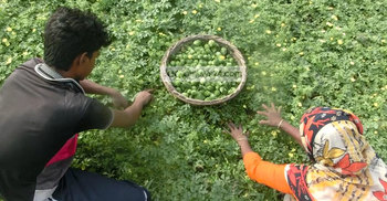 ঝিনাইদহের করলা চাষিদের মুখে মিষ্টি হাসি