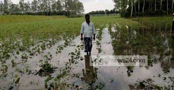 ঝিনাইদহে তুলা চাষীদের মাথায় হাত
