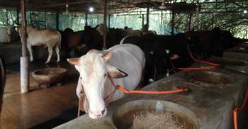 গরু খামারিদের চলছে শেষ মুহূর্তের প্রস্তুতি