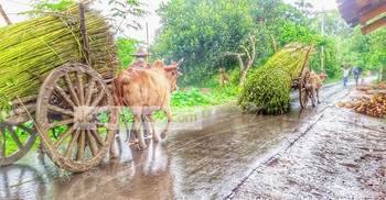 মহেশপুরে পাটের বাম্পার ফলন : কৃষকের মুখে হাসি