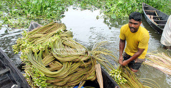 মুন্সীগঞ্জে শাপলা বিক্রি করে চলছে শতাধিক পরিবার