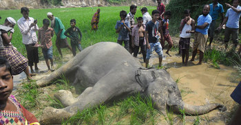 ঝিনাইগাতীতে বিদ্যুৎস্পৃষ্টে বন্যহাতির মৃত্যু