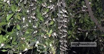 পাখির ডাকে ঘুম ভাঙে যে শহরে