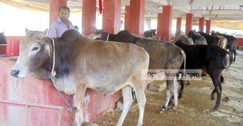 নড়াইলে প্রস্তুত ২১ হাজার গরু