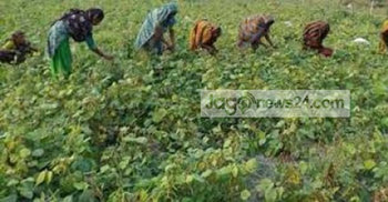 নড়াইলে ২২৫ মেট্রিক টন মুগডাল উৎপাদন