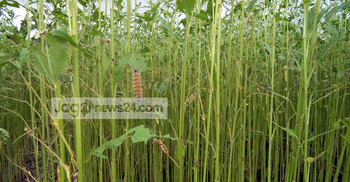 পাটে বিছা পোকার আক্রমণ : ফলন বিপর্যয়ের আশঙ্কা