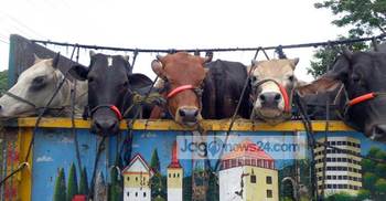 দৌলতদিয়া ফেরিঘাটে গরুর ট্রাকসহ শতশত যানবাহন আটকা