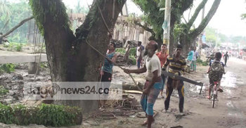 জীবিত গাছ মৃত দেখিয়ে বিক্রি : সার্ভেয়ার বরখাস্ত 