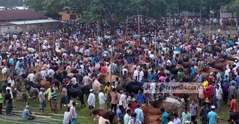 শায়েস্তাগঞ্জে ভারতীয় গরু না উঠায় দাম চড়া