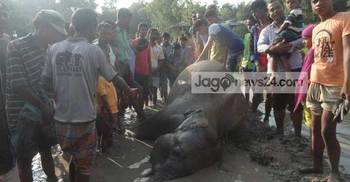 ময়নাতদন্ত শেষে বন্যহাতির মরদেহ মাটিচাপা