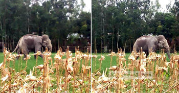 ভারতীয় হাতিটি এখন সিরাজগঞ্জের দুর্গম চরে