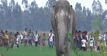 ভারতীয় হাতিটি সুস্থ আছে, স্বাভাবিক আচরণ করছে