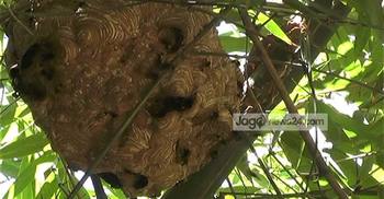 ভিমরুলের কামড়ে তিন বোনের মৃত্যু