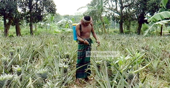 মধুপুরের আনারসে বিষ প্রয়োগ! 