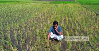 রোদে পুড়ছে ঠাকুরগাঁও : আমন চাষ ব্যাহত