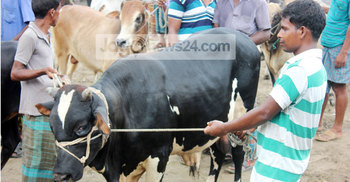 ঠাকুরগাঁওয়ে দেশি গরুর আমদানি বেশি 