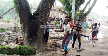 জীবন্ত গাছ মৃত দেখিয়ে বিক্রি! 