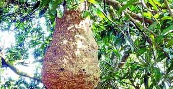 আত্রাইয়ে ভিমরুলের কামড়ে শিশুর মৃত্যু