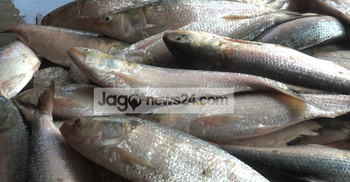 মা ইলিশ রক্ষার কারণেই এবার বেশি ইলিশ