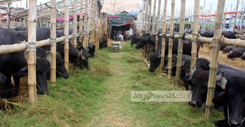 পশুর হাটে মহিষের ক্রেতা হোটেল ব্যবসায়ীরা