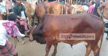 ফরিদপুরে ক্রেতাদের পছন্দ লাল ও কালো গরু