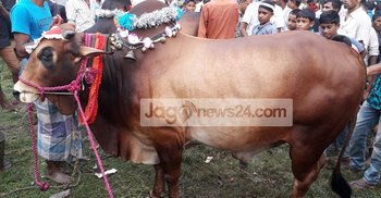 কিশোরগঞ্জে পশুর হাটে উপচেপড়া ভিড়