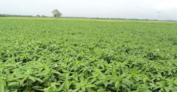 কুষ্টিয়ায় পাটের চাষ বাড়ছে