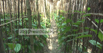 ভারতীয় পানের জোয়ারে হতাশ সাতক্ষীরার পানচাষিরা