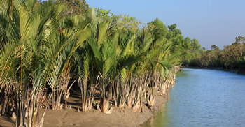 সুন্দরবনে আগুন : তদন্ত কমিটি গঠন
