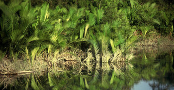 সুন্দরবনে আবারো আগুন