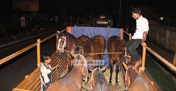 সেনাবাহিনীর প্রশিক্ষণে ১০টি ভারতীয় ঘোড়া আমদানি