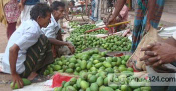 অনাবৃষ্টিতে চাঁপাইনবাবগঞ্জে ঝরে পড়ছে আম : ফলনেও বিপর্যয়