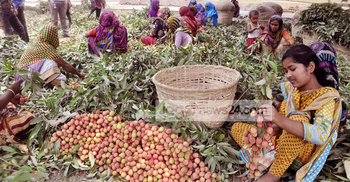 দিনাজপুরে লিচু বাগানে এক লাখ নারীর কর্মসংস্থান