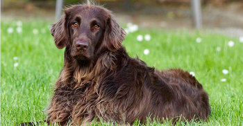 Dogs ignore bad advice from humans: Study