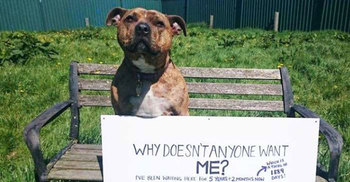 ‘World’s Loneliest Dog’ just became a movie star 