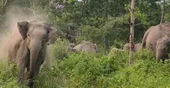 Farmer killed in elephant attack in Sherpur  