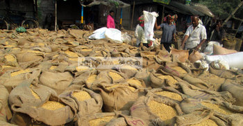 বোরো ধানের বাম্পার ফলনেও হতাশ চাষি 