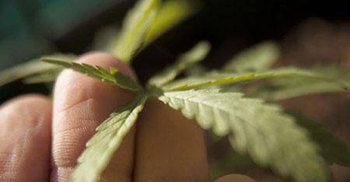 US startups see new worlds open up to marijuana 