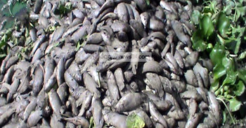 মাছের ঘেরে বিষ প্রয়োগে ৬ লাখ টাকার ক্ষতি