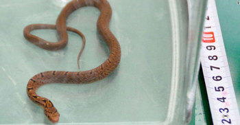 Indian ‘two-headed snake’ rescued by police from gang