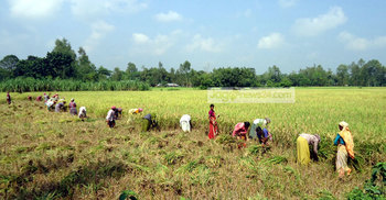 দাদন পরিশোধ নিয়ে দুঃশ্চিন্তায় চাষীরা