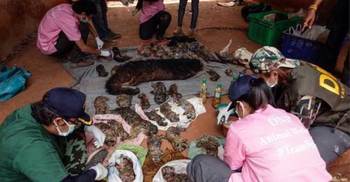 40 dead tiger cubs found at Thai temple