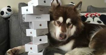 Chinese billionaire’s son buys dog 8 iPhone 7s 