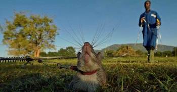 Tanzanian rats with nose for trouble train to save lives 