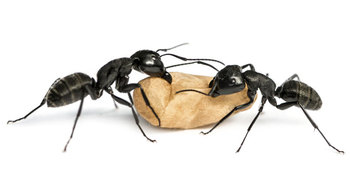 দুটি পিঁপড়া মুখোমুখি হলে যা করে