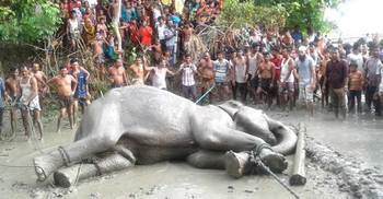 Indian elephant sedated in Jamalpur  