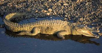 Stranded kayaker rescued after crocodile attack 