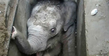Video catches baby elephant rescue in Sri Lanka 
