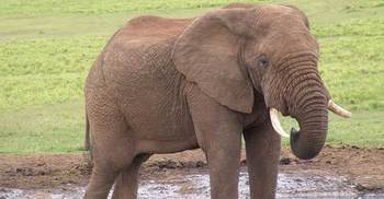 NGO appeals India to bring elephant stranded in BD