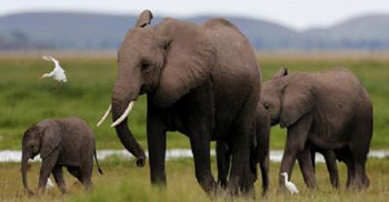 BD, India mount rescue for flood-hit elephant 